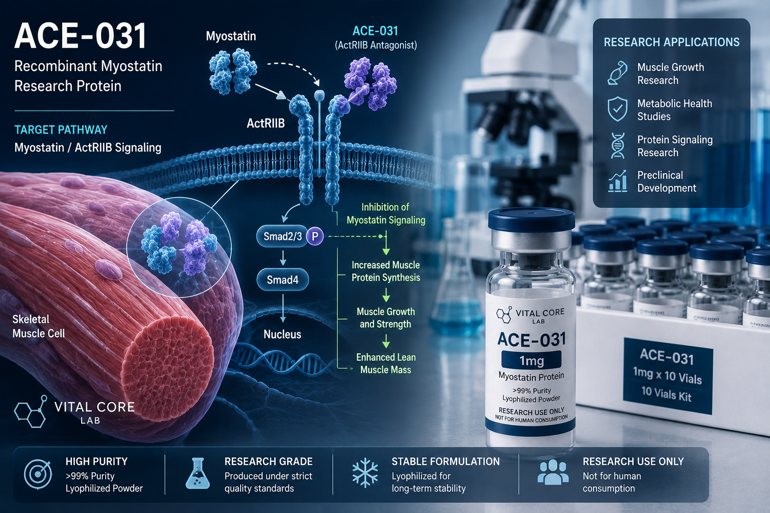 ACE-031 myostatin and ActRIIB pathway scientific research illustration