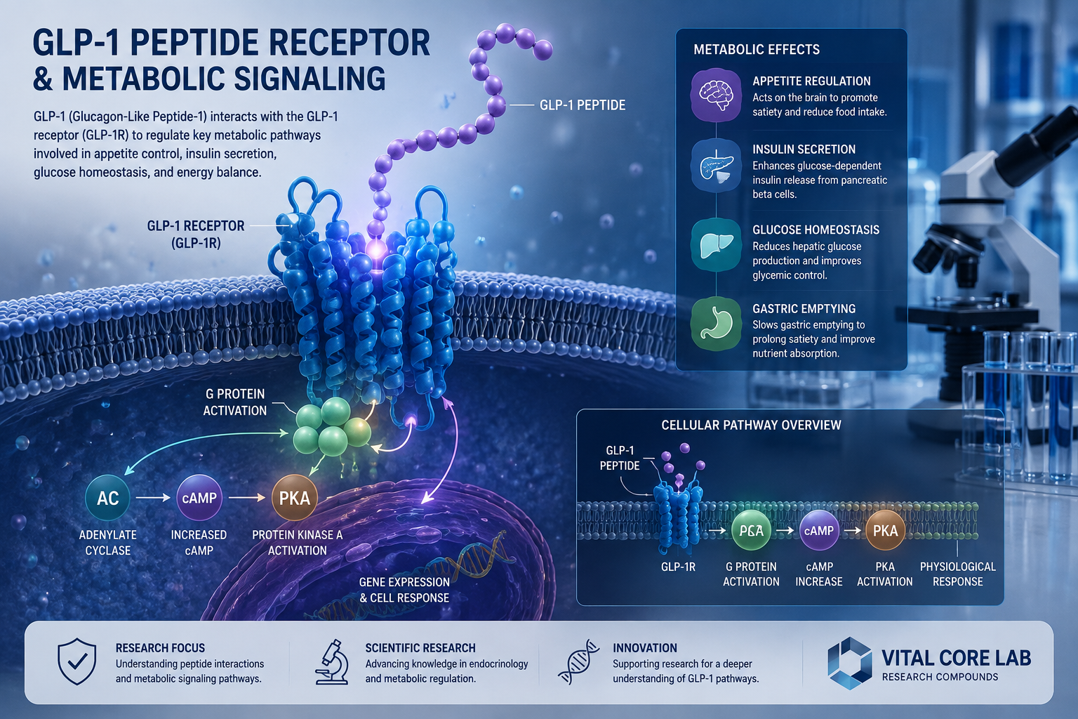 GLP-1 peptide receptor and metabolic signaling research illustration