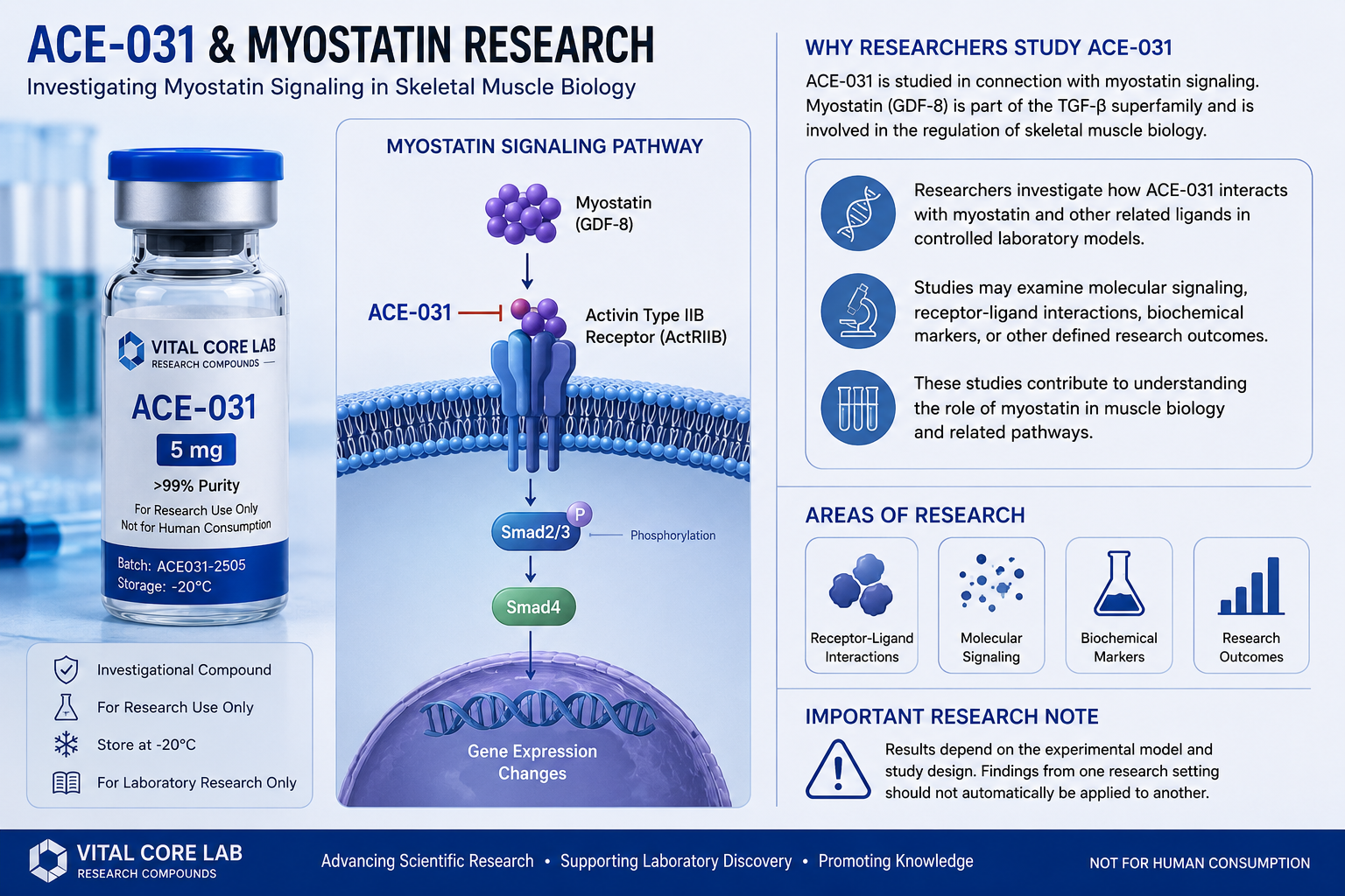 ACE-031 and myostatin signaling pathway research illustration