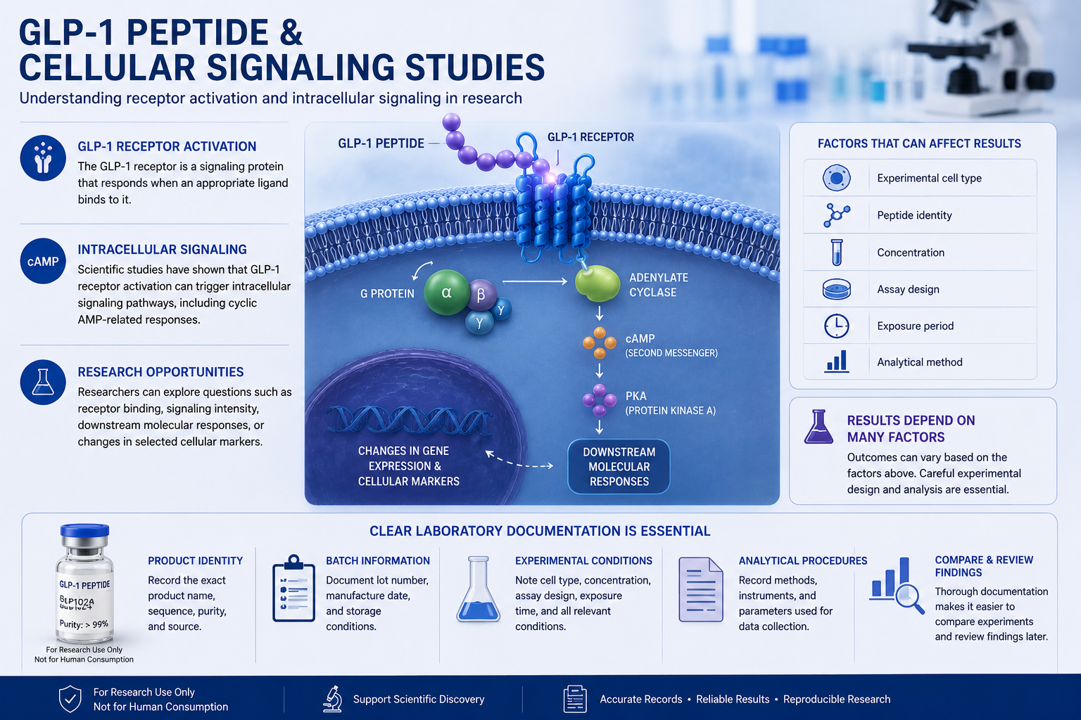 GLP-1 peptide receptor activation and cellular signaling research illustration