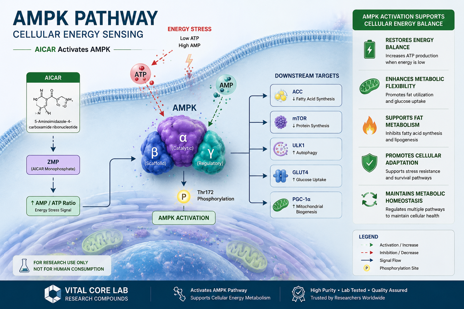 AICAR AMPK cellular energy and metabolic signaling research illustration