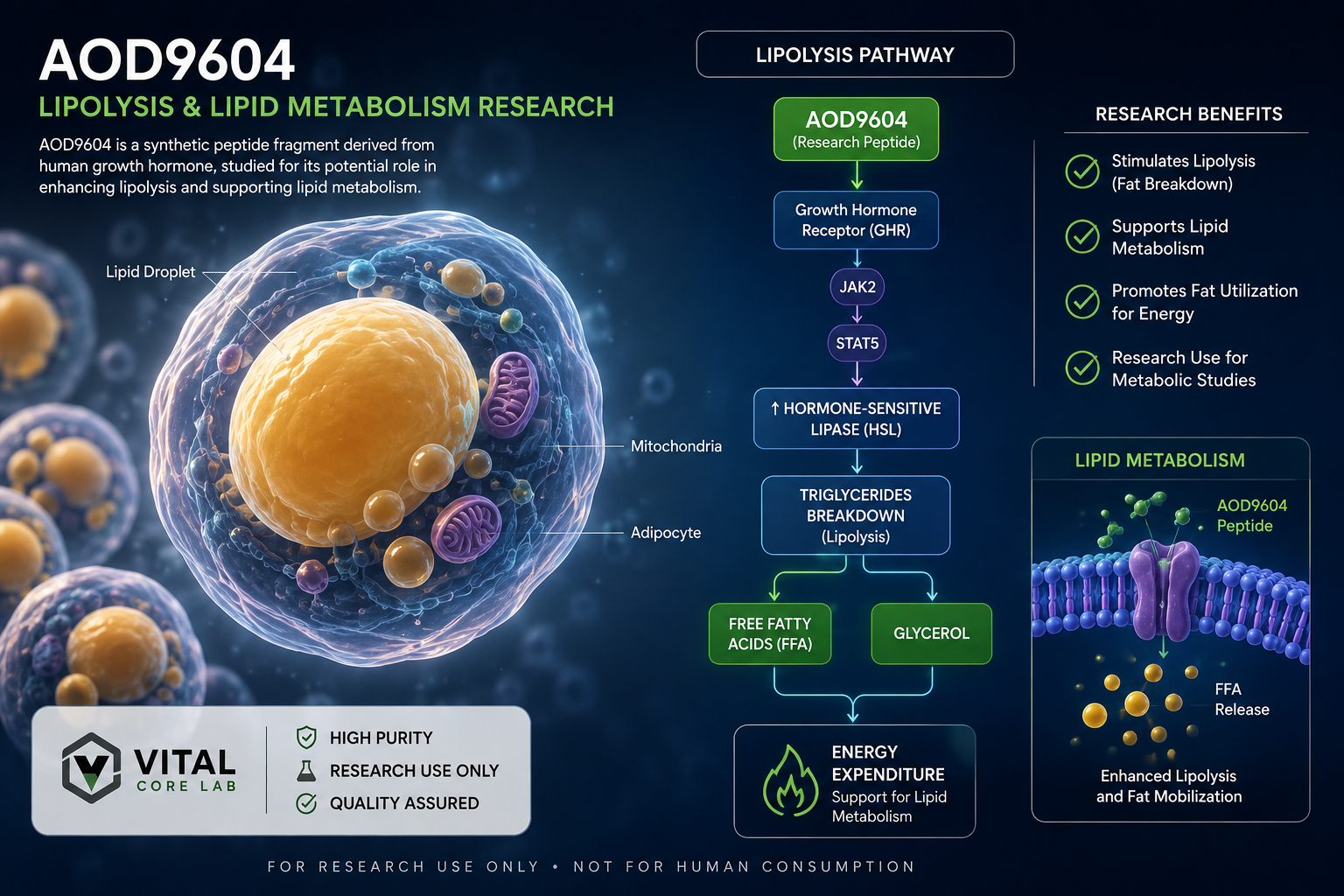 AOD9604 Lipolysis and Lipid Metabolism Research Pathway