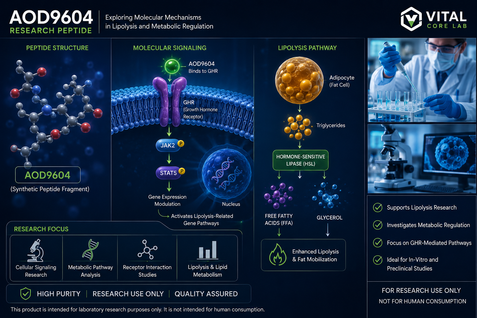 AOD9604 Molecular Signaling and Metabolic Research