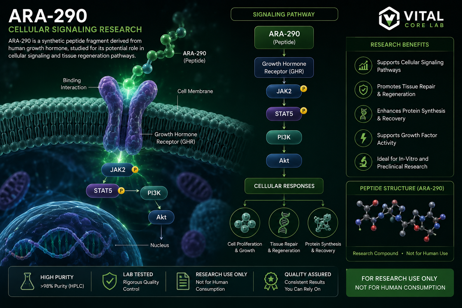ARA-290 Cellular and Receptor Signaling Research