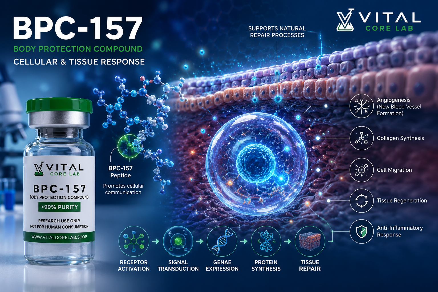 BPC-157 cellular and tissue response peptide research illustration
