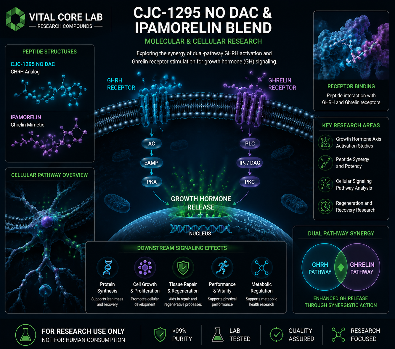 CJC-1295 No DAC and Ipamorelin Blend molecular and cellular peptide research illustration
