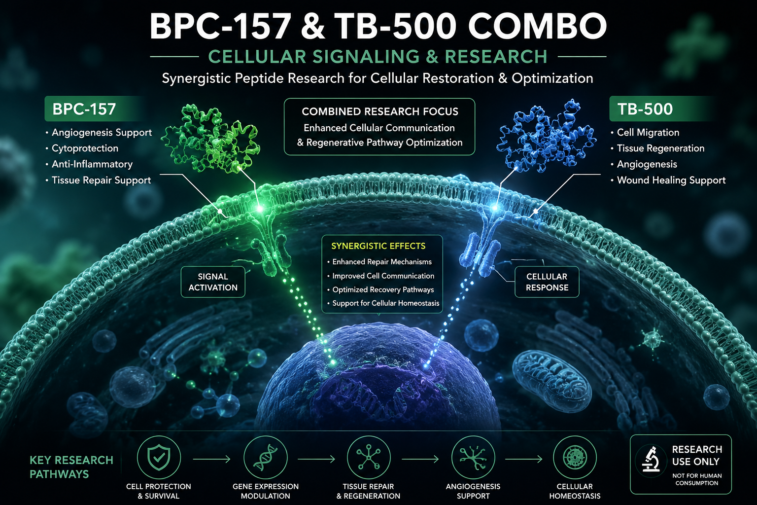 BPC-157 and TB-500 combo cellular signaling and peptide research illustration showing molecular pathways and cellular research concepts