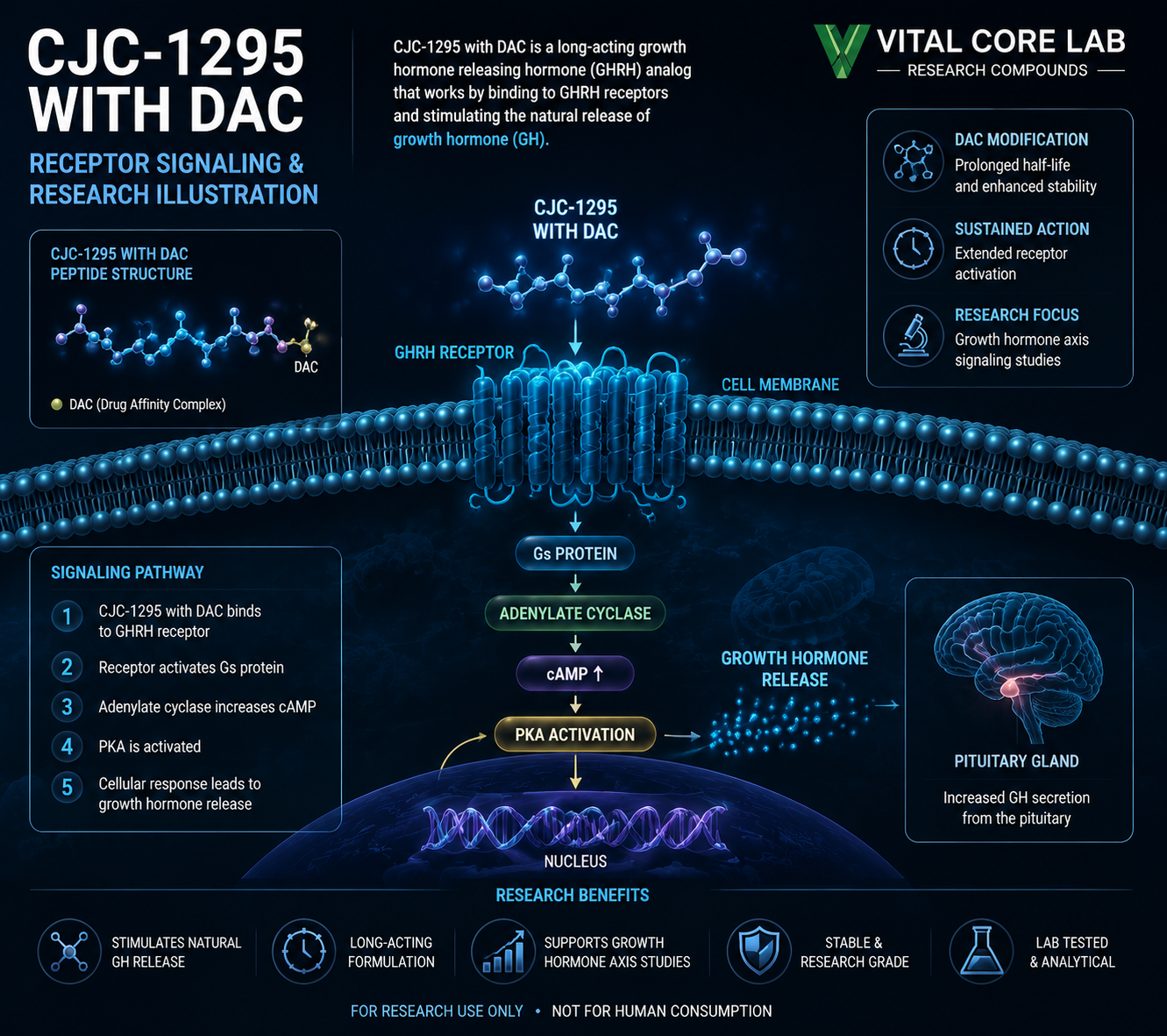 CJC-1295 with DAC receptor signaling and peptide research illustration