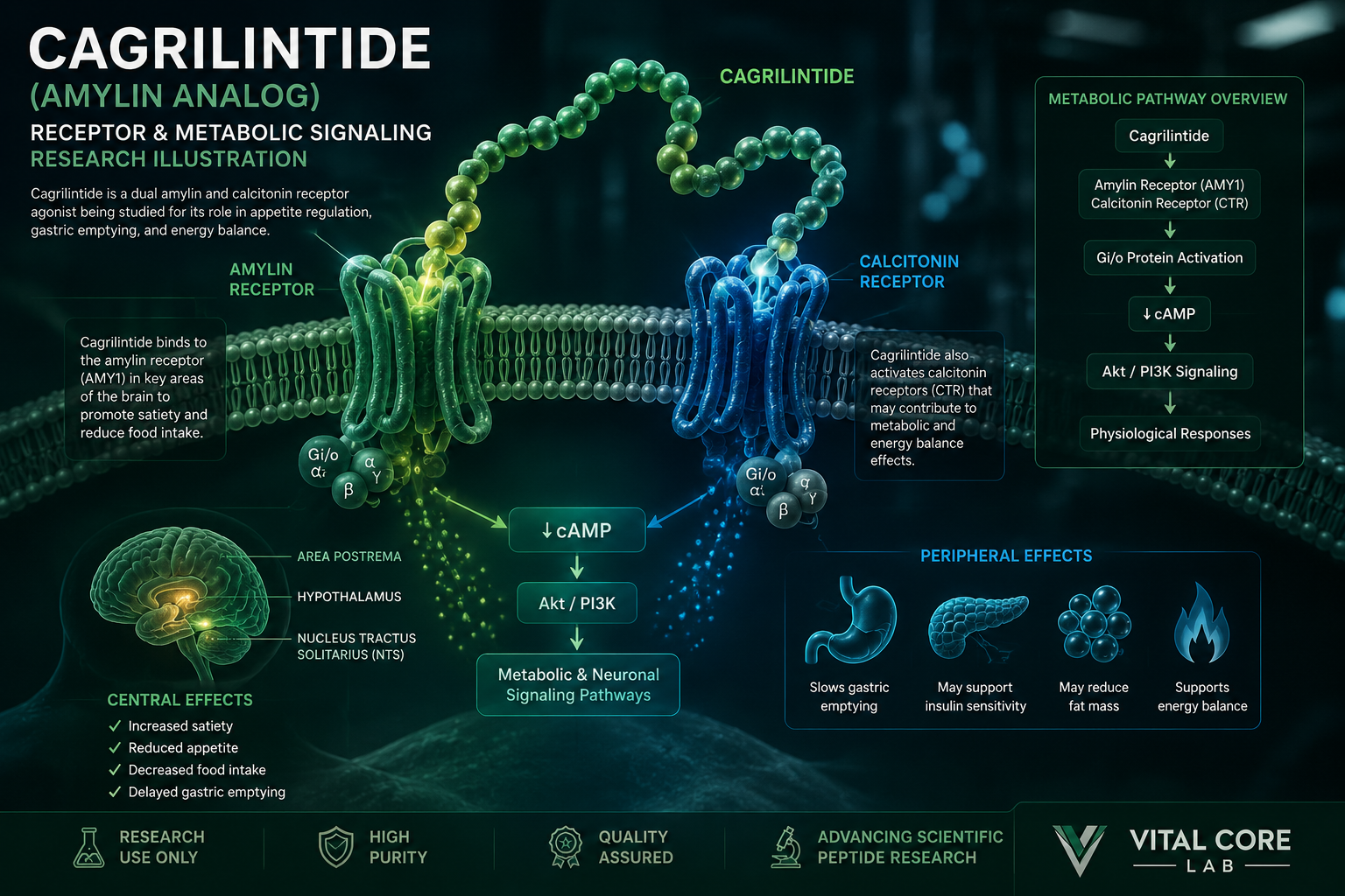 Cagrilintide receptor and metabolic signaling peptide research illustration