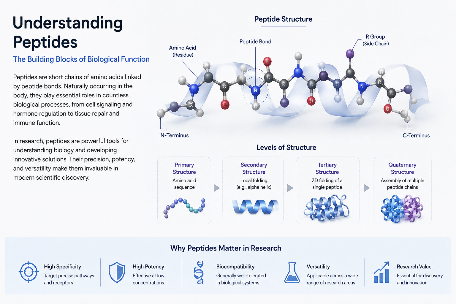 A scientific infographic titled "Understanding Peptides: The Building Blocks of Biological Function." It includes text definitions, a molecular diagram showing a peptide structure with N-terminus, C-terminus, R groups, and a peptide bond highlighted, a flow chart illustrating the four levels of peptide structure (primary, secondary, tertiary, and quaternary), and an icon-based summary of why peptides are valuable in research.