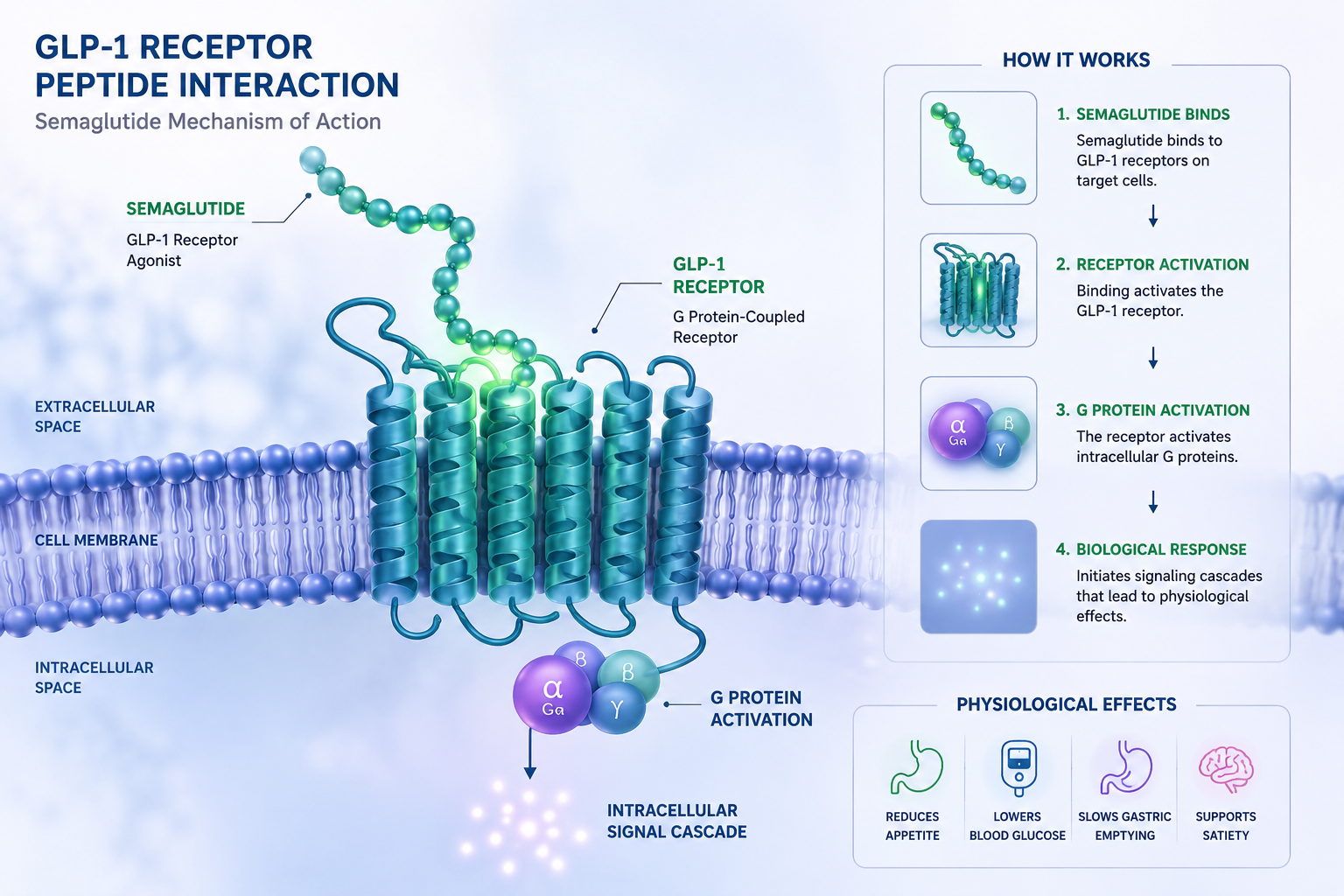GLP-1 receptor and semaglutide peptide interaction scientific illustration