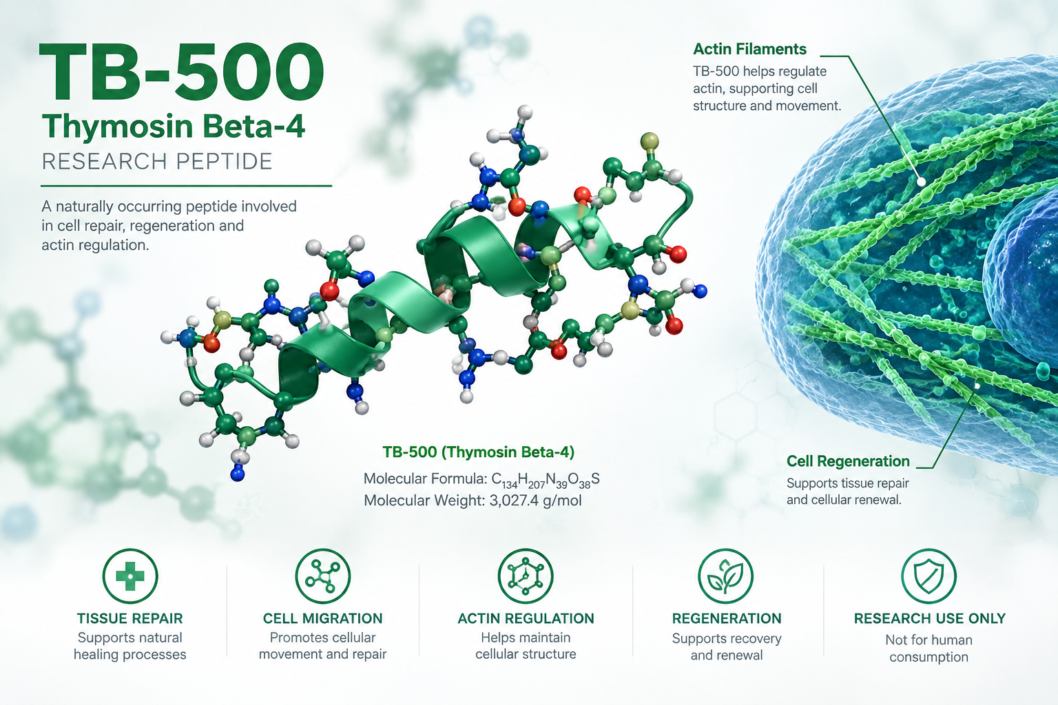Infographic detailing TB-500 Thymosin Beta-4 research peptide, highlighting molecular structure, formula, actin regulation, and cellular regeneration for laboratory use only at Vitalcore Lab.
